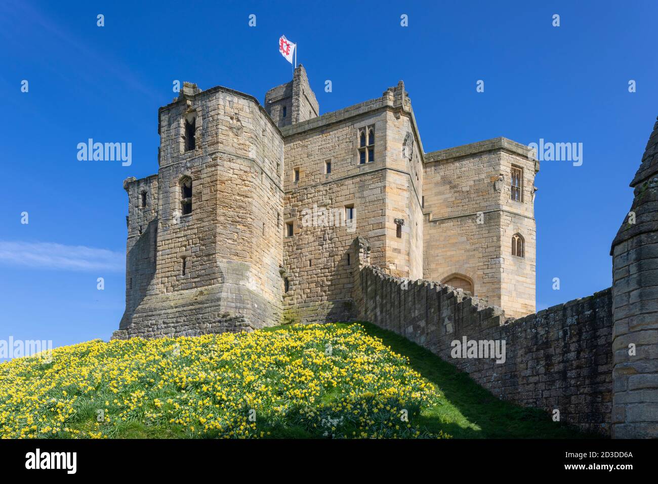 Warkworth Castle mit frühlingshaften Narzissen, die auf dem Damm wachsen. Warkworth, Northumberland. Frühling (April 2019) Stockfoto