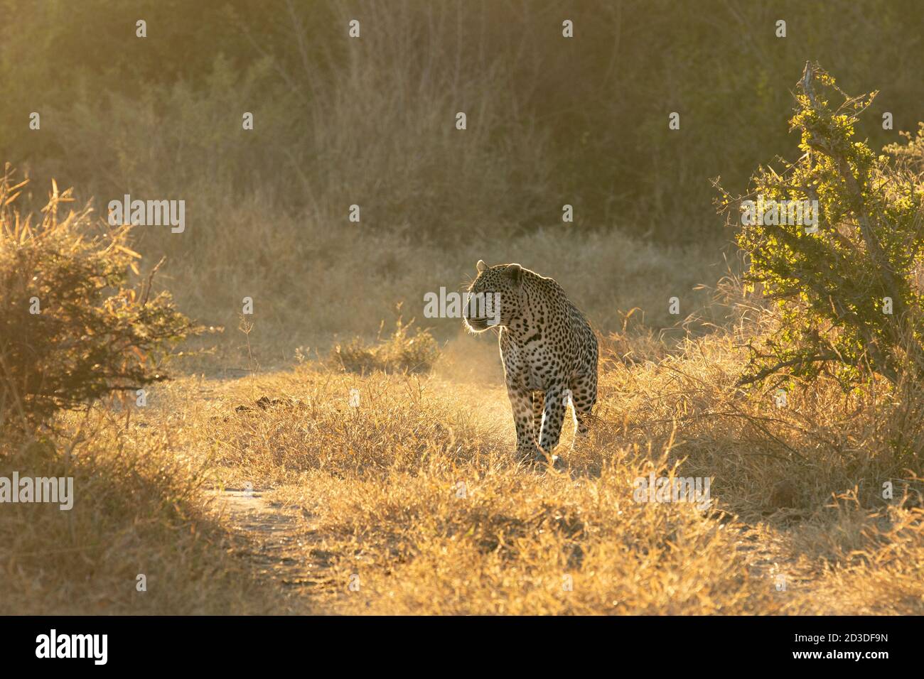 Ein Leopard, Panthera pardus, geht durch kurzes Gras, hinterleuchtet, schaut aus dem Rahmen Stockfoto