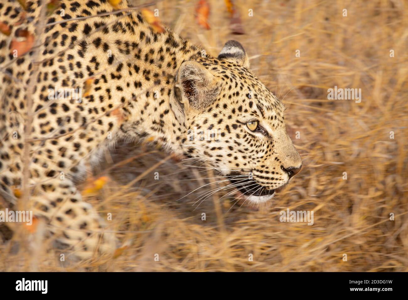 Ein Leopard, Panthera pardus, geht durch langes trockenes Gras, Bewegungsunschärfe, Blick aus dem Rahmen Stockfoto