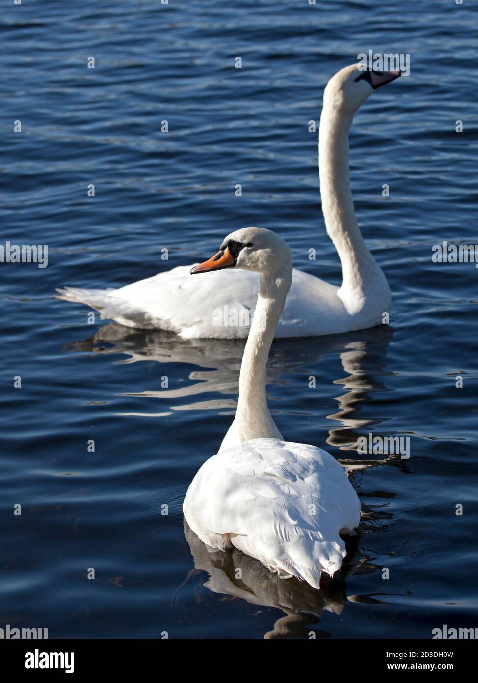 Duddingston, Edinburgh, Schottland, Großbritannien. Oktober 2020. Herbstfarben beginnen sich in der Sonne am Duddingston Loch, Holyrood Park zu zeigen. Temperatur von 9 Grad. Im Bild: Zwei Erwachsene Mute Swans am loch. Quelle: Arch White/Alamy Live News Stockfoto