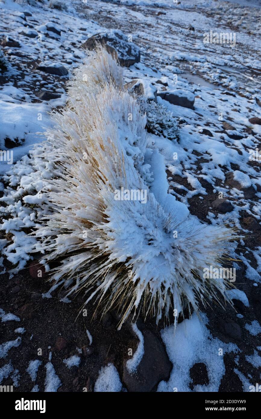 Schneebedeckte, winterharte Grasbüschel in den hohen Anden versorgen die VICUNA. Stockfoto