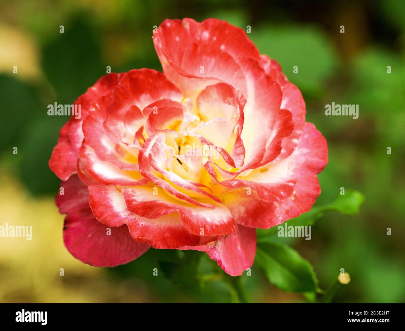 Schöne Blumen von roten Rosen Hintergrund verwischen selektiven Fokus Stockfoto