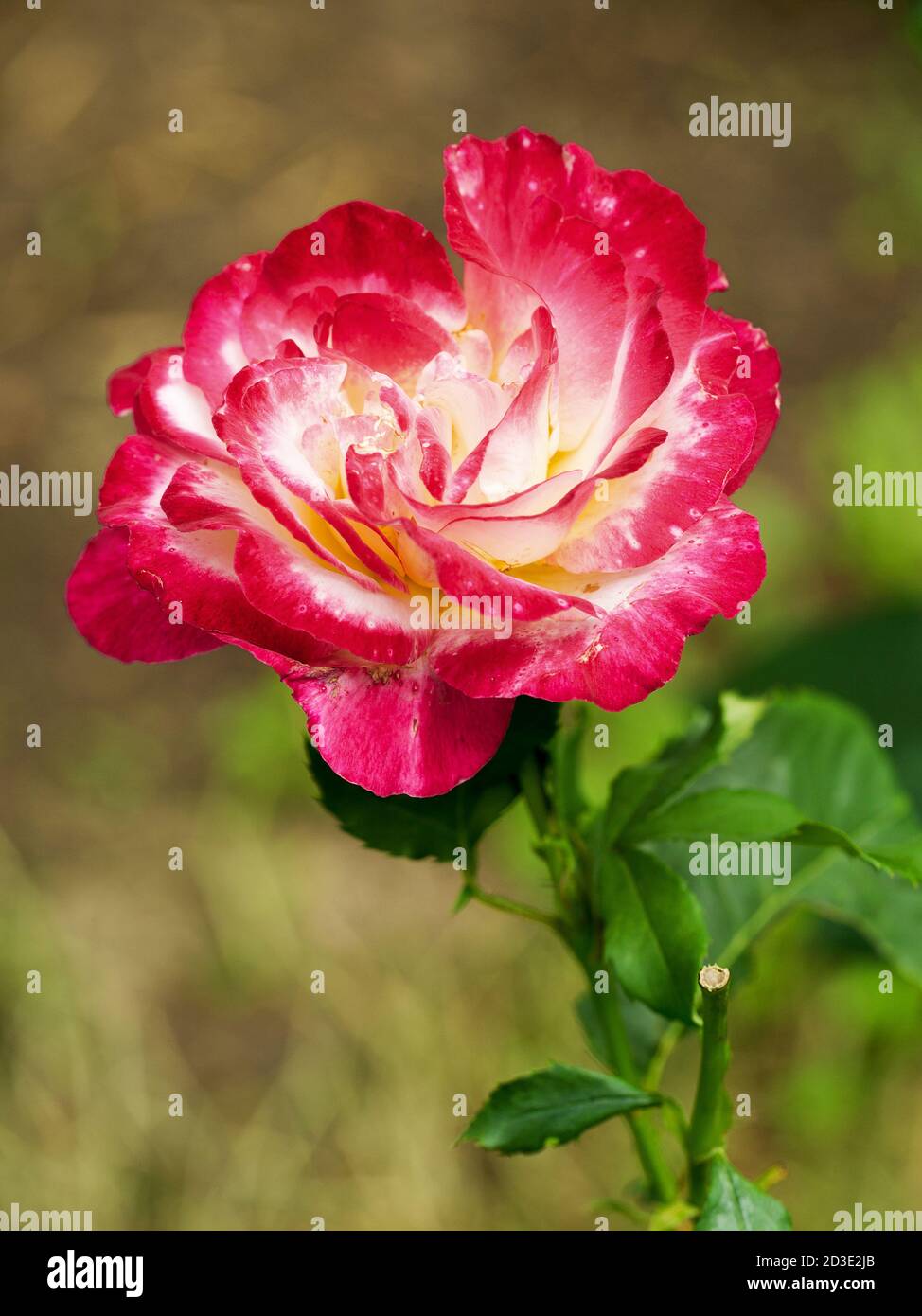 Schöne Blumen von roten Rosen Hintergrund verwischen selektiven Fokus Stockfoto