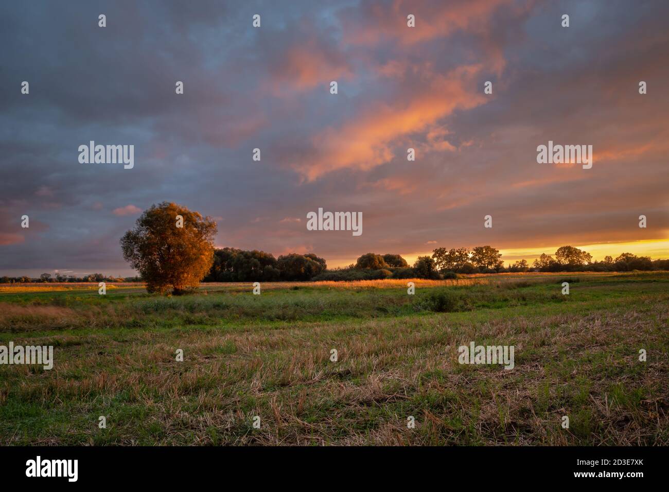 Stoppeln Feld, Bäume und Blick während des Sonnenuntergangs Stockfoto