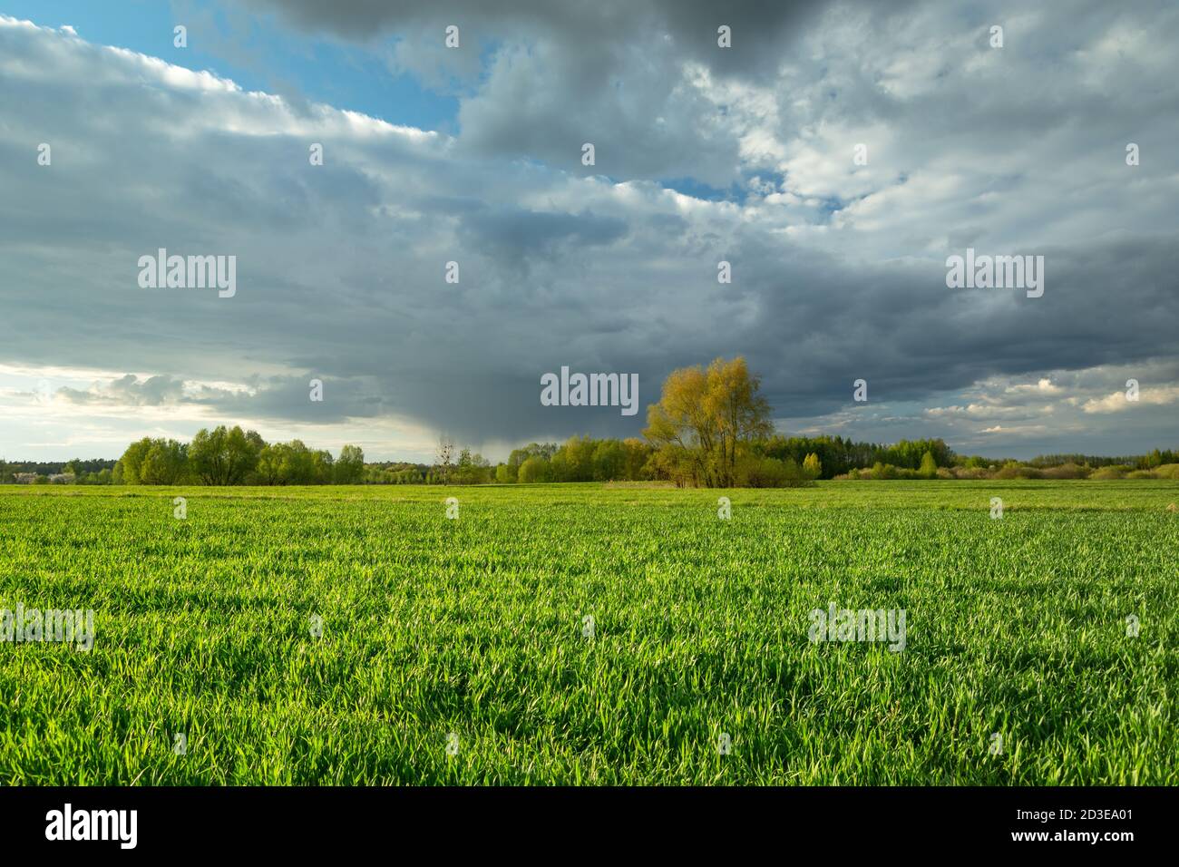 Grünes Feld von jungen Getreide und grauen Wolken auf der Himmel Stockfoto