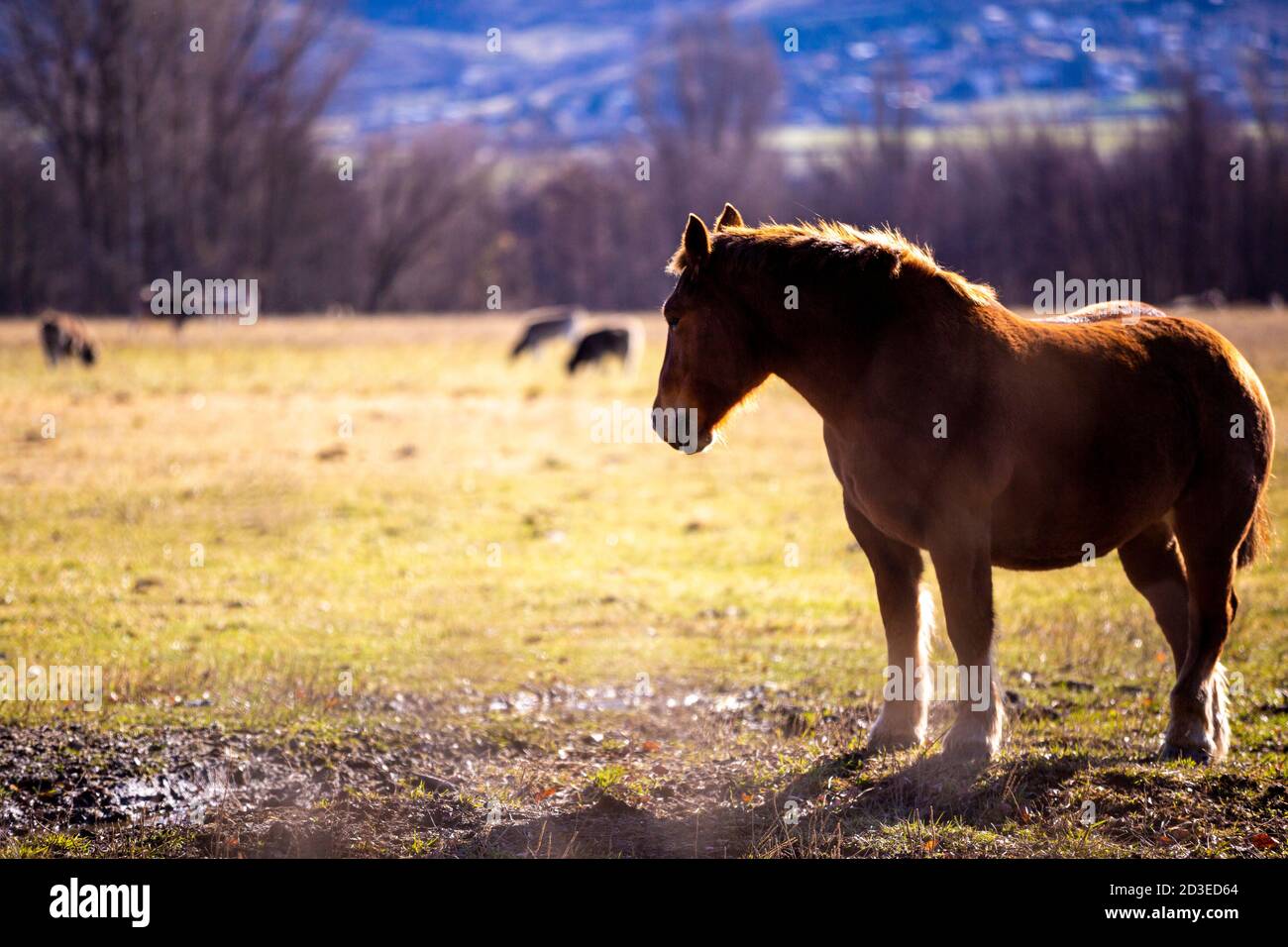 Ein Pferd in Cerdanya-. Stockfoto