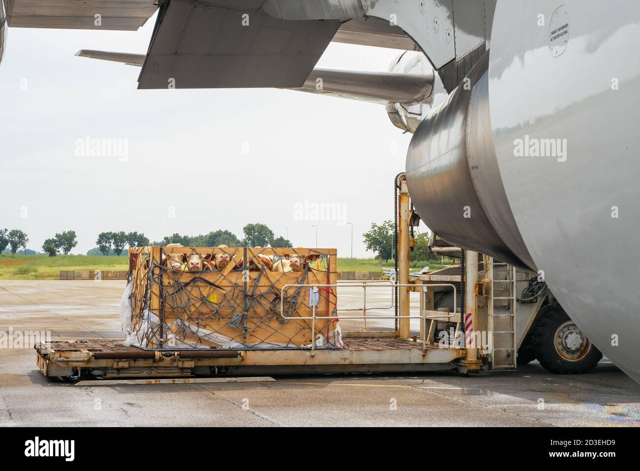 Viehbestand in Holzkisten, die durch Netze gesichert sind, die von abgeladen werden Ein Hochlader aus dem unteren Laderaum eines Jumbo Jet Stockfoto