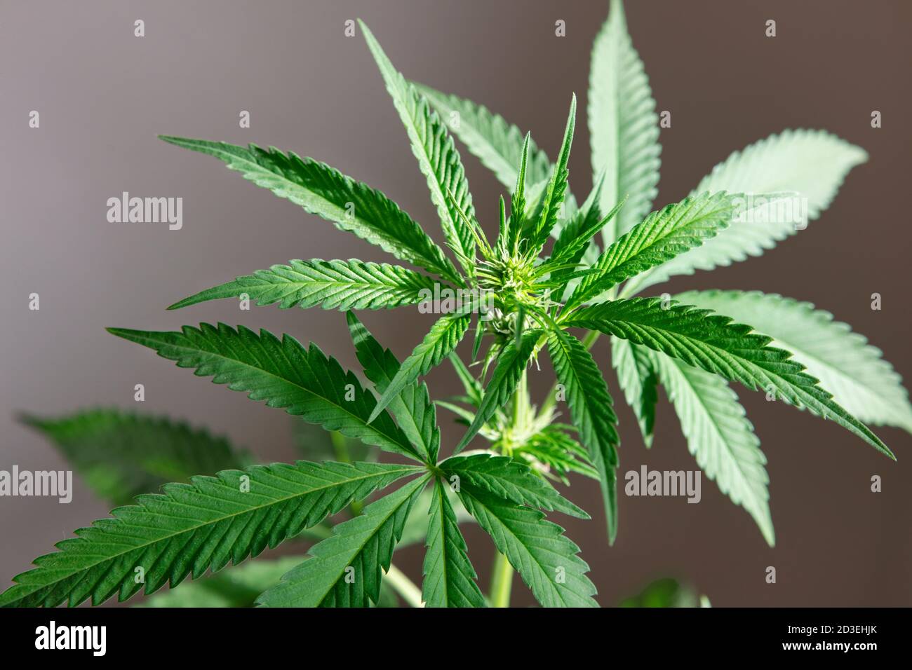 Weibliche Cannabispflanze, auch bekannt als Marihuana, Gras oder Unkraut, zeigt Blätter mit gezacktem Flugblatt und Blütenstände mit Trichomen und klebrigen Stropf Stockfoto