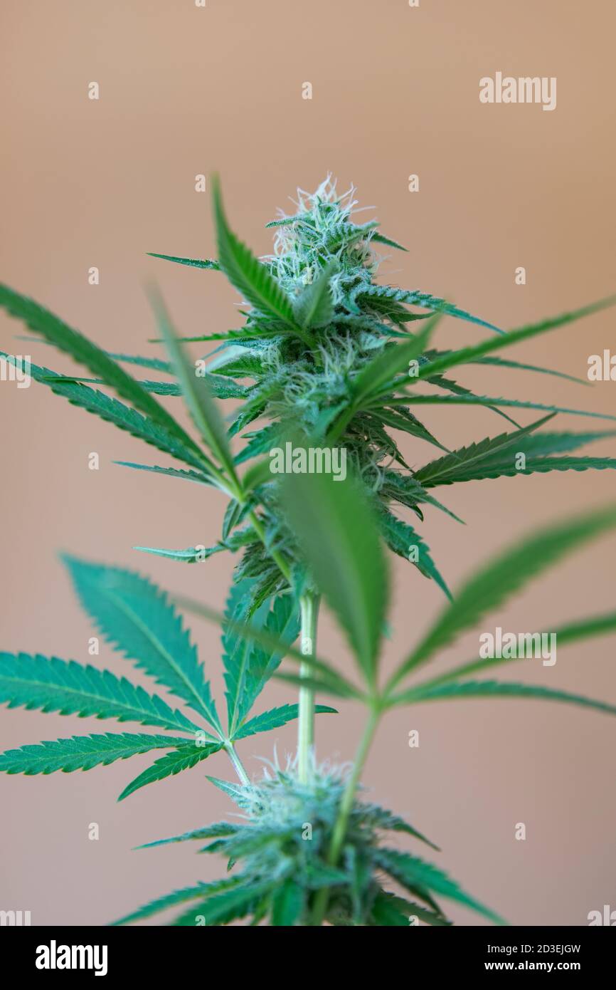 Weibliche Cannabispflanze, auch bekannt als Marihuana, Gras oder Unkraut, zeigt Blätter mit gezacktem Flugblatt und Blütenstände mit Trichomen und weißen Strophen Stockfoto