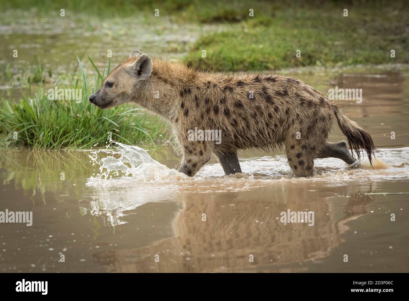 Erwachsene Hyäne suchen wachsam zu Fuß durch braunes Wasser in Ngorongoro Krater in Tansania Stockfoto