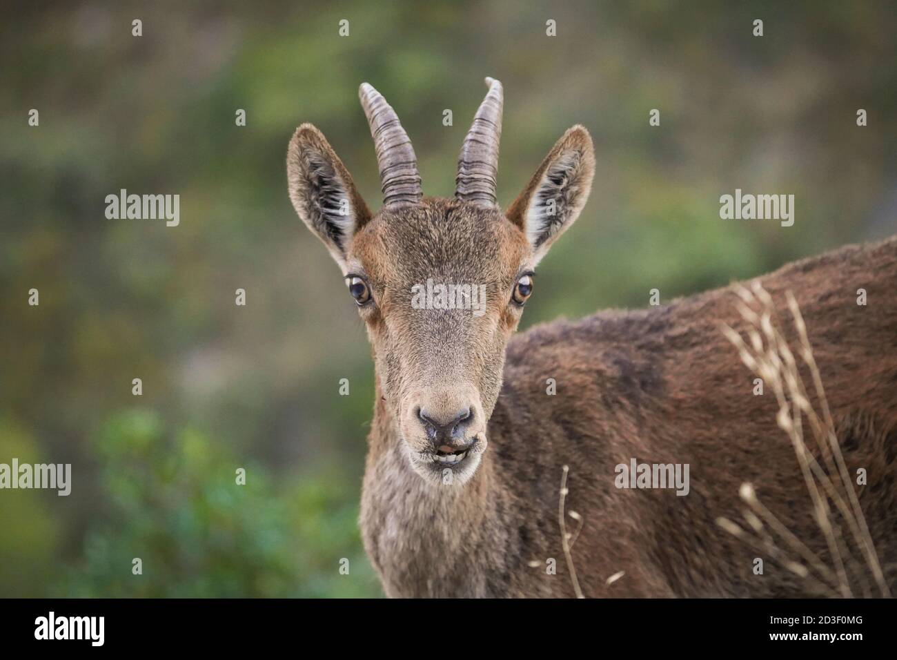 Spanischer Steinbock, spanische Wildziege oder iberische Wildziege (Capra pyrenaica), Blick in die Kamera, Andalusien, Spanien. Stockfoto