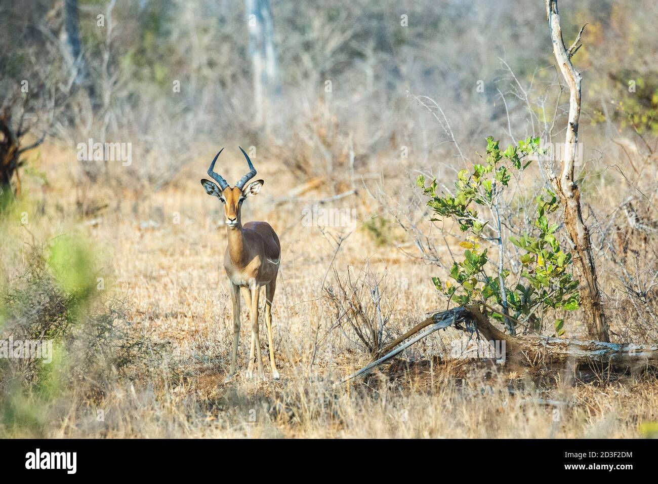 Wunderschönes junges Impala Männchen, das zwischen Bäumen und Sträuchern in einer südafrikanischen Landschaft steht. Flügelig in Richtung Kamera. Stockfoto