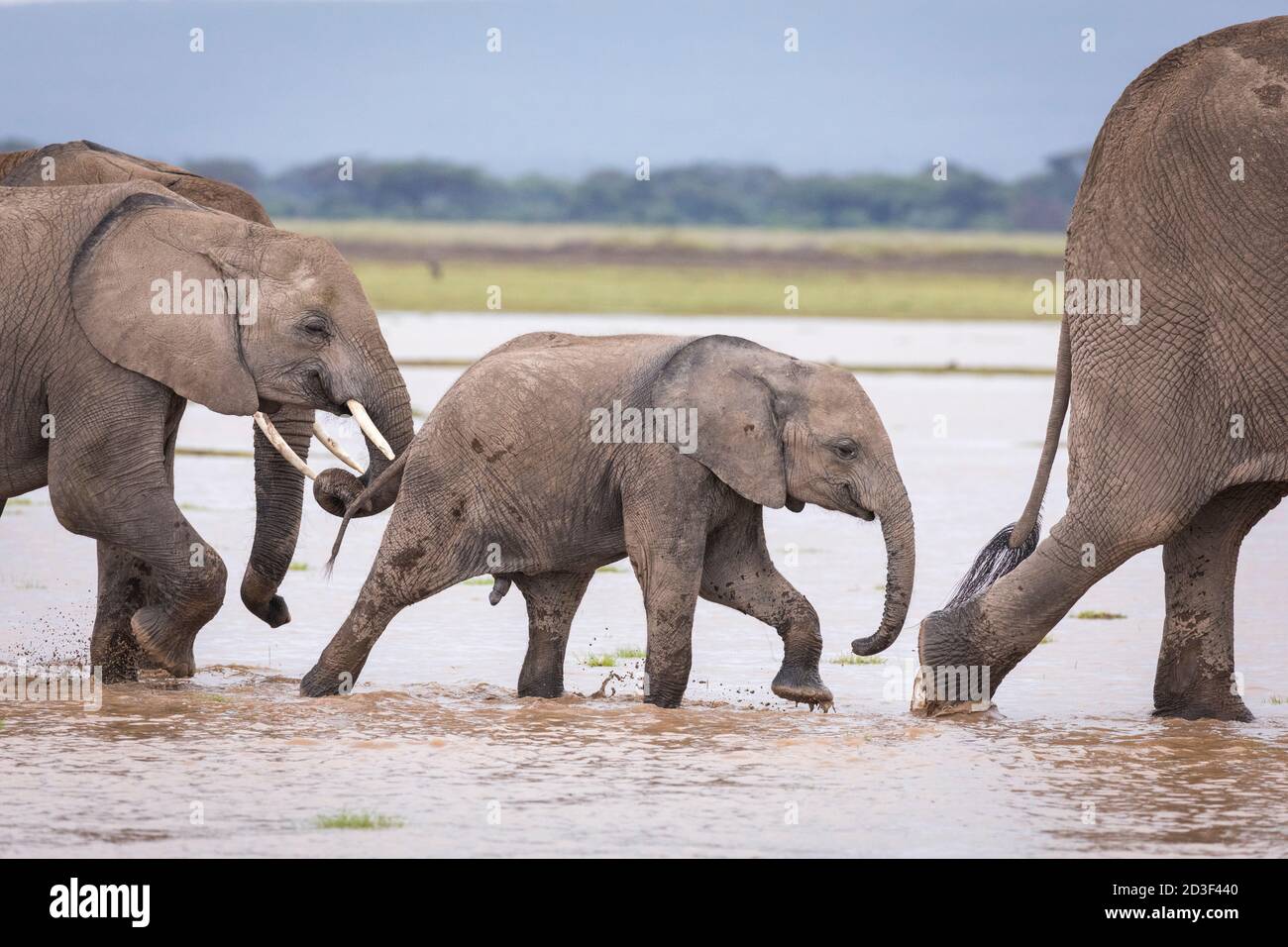 Kleiner Elefant überquert Wasser mit seiner Familie von Elefanten in Amboseli Nationalpark in Kenia Stockfoto