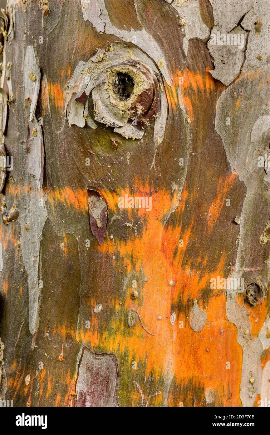 Zypresse Baumrinde Detail der bunten Stamm nach dem Regen Stockfoto