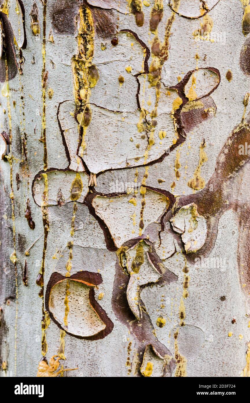 Zypresse Baumrinde Detail der bunten Stamm nach dem Regen Stockfoto