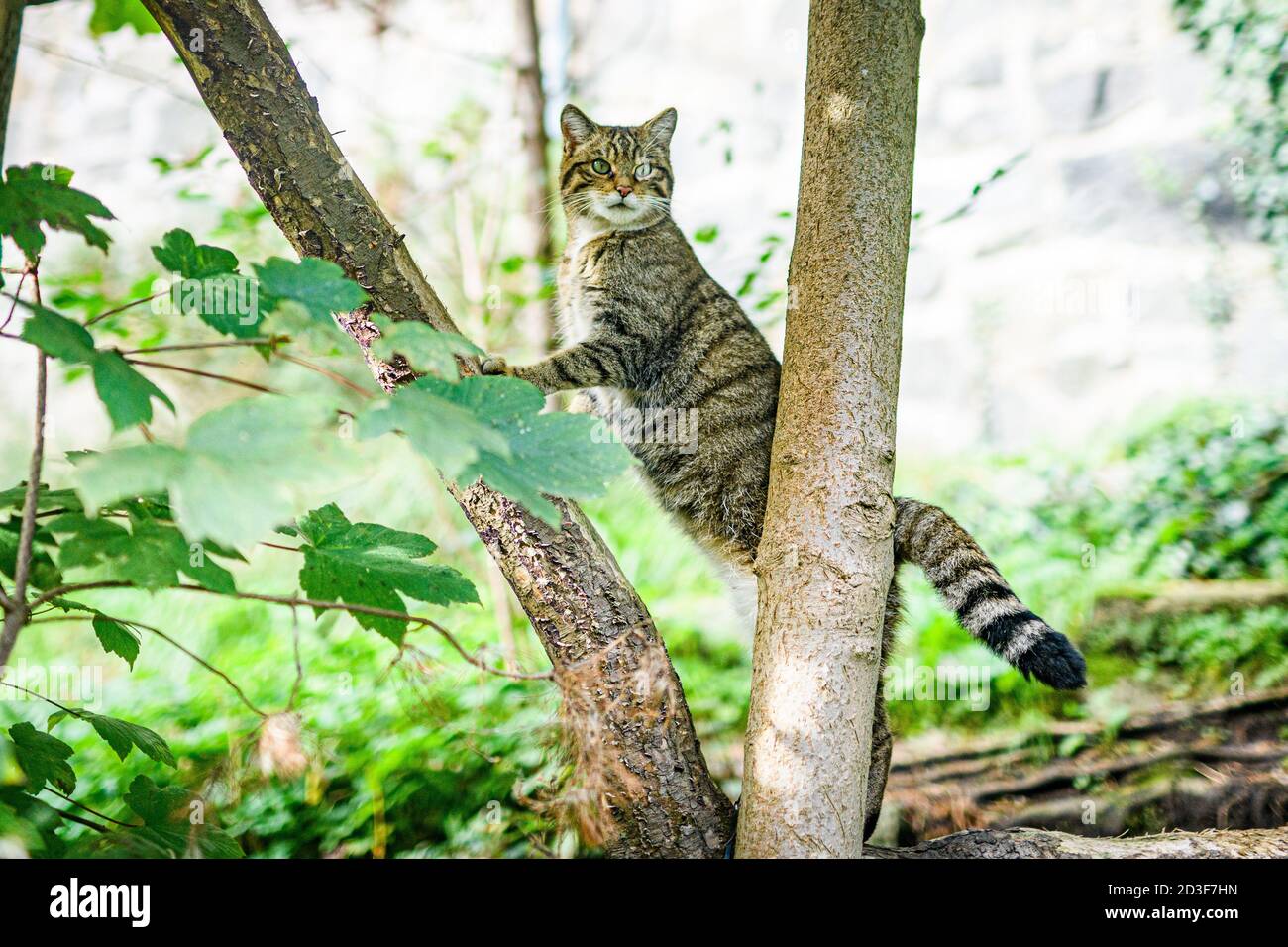 Edinburgh, Großbritannien. Mi, 7. Oktober 2020. Schottische Wildkatze (Felis silvestris silvestris) im Edinburgh Zoo, Schottland. Die Art wird als kritisch aufgeführt Stockfoto