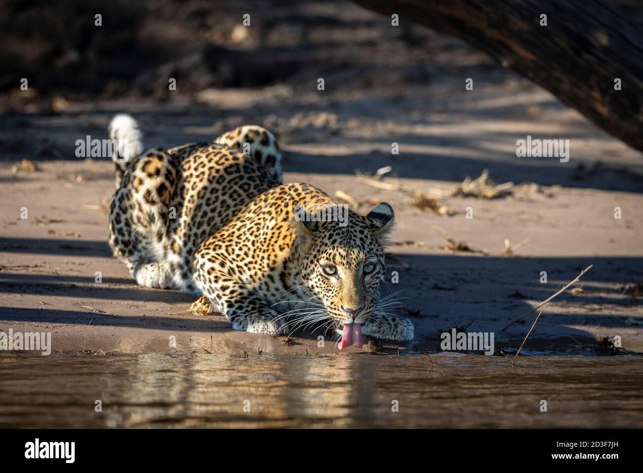 Leopard hocken am Rande des Wassertrinkens in Chobe Fluss in Botswana Stockfoto