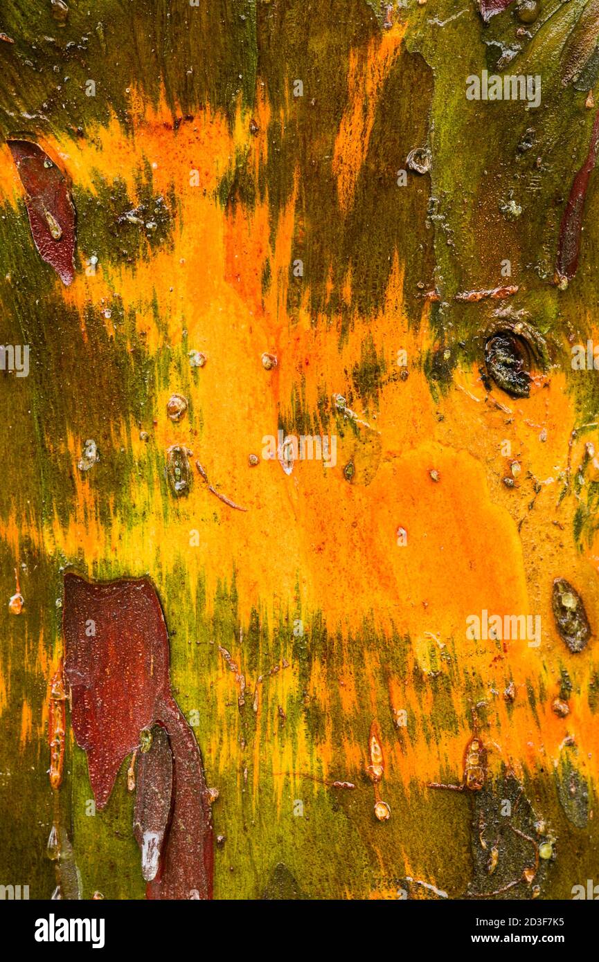 Zypresse Baumrinde Detail der bunten Stamm nach dem Regen Stockfoto