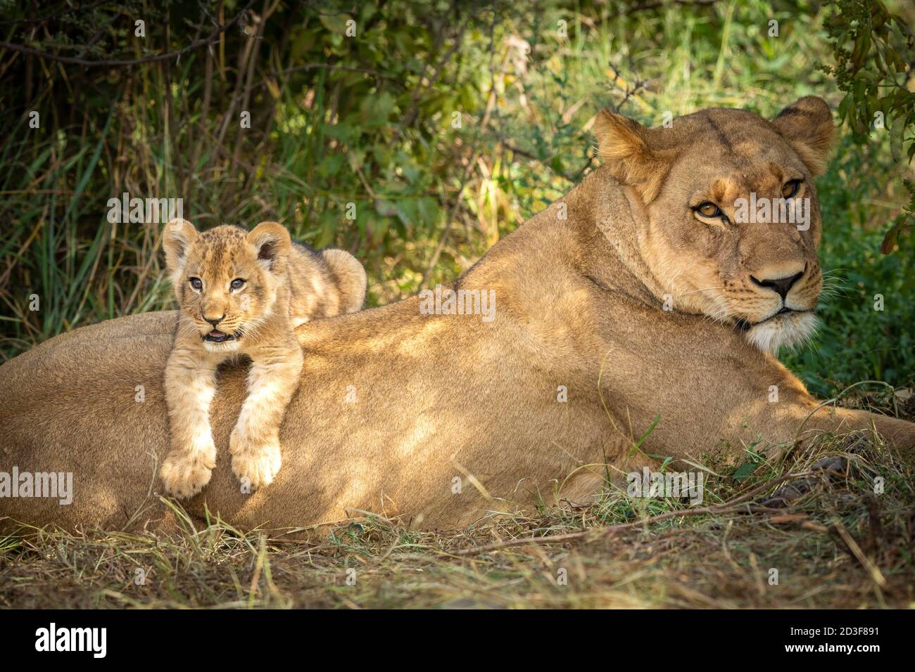 Niedliches Löwenbaby, das auf seiner Mutter in Savuti in liegt Botswana Stockfoto