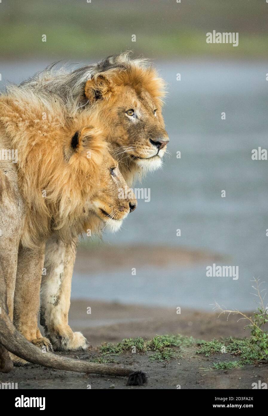Zwei männliche Löwen stehen am Rand des Wassers hinein Regen in Ndutu in Tansania Stockfoto