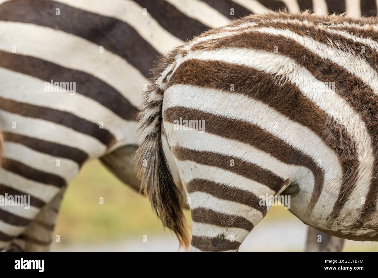 Zebrafell mit braunen und weißen Streifen in Amboseli National Park in Kenia Stockfoto