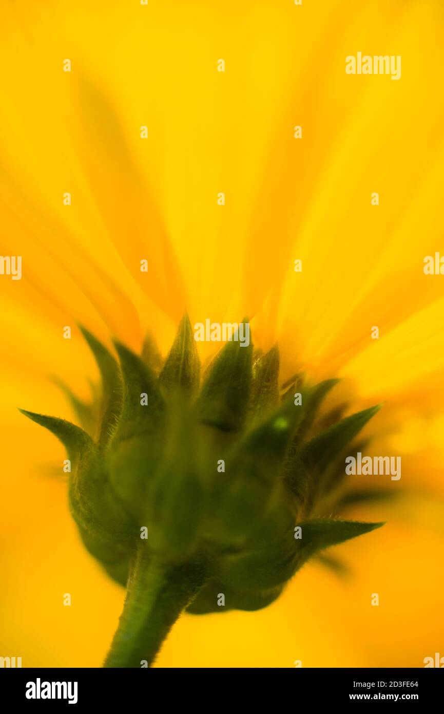 Jerusalem Artischocke, Helianthus tuberosus, auch Sonnenwurzel, Sonnenwurzel, Erdapfel oder Topinambour genannt Stockfoto