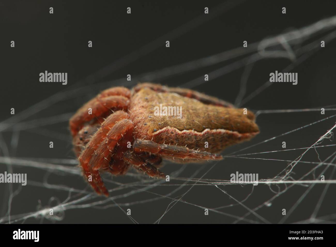 Doppelschwanzspinne (Cyrtophora exanthematica) Stockfoto