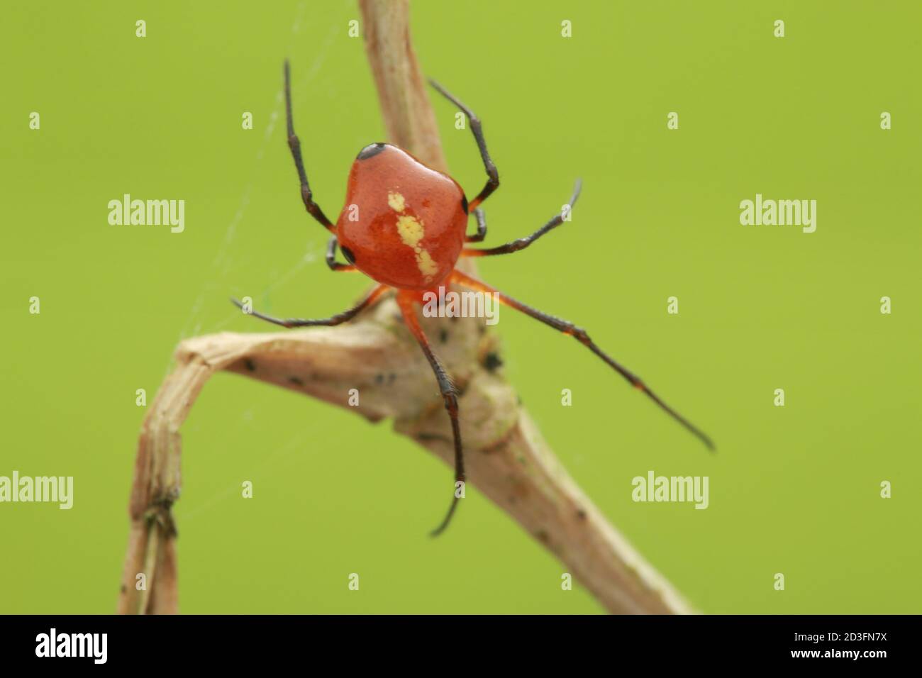 Kamm-footed Spider, wahrscheinlich Argyrodes Stockfoto