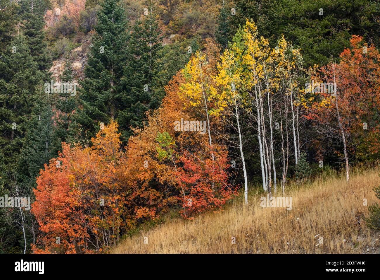 Herbstlaub, Big Cottonwood Canyon, Wasatch Mountains, Utah Stockfoto