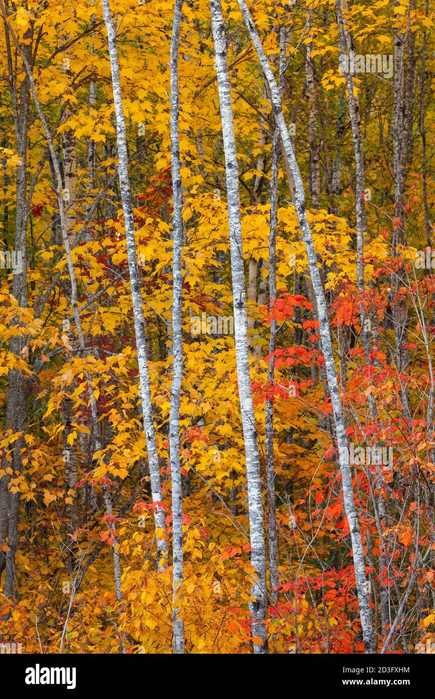 Papierbirke (betula papyrifera) im Herbst, Superior National Forest, Lake County, Minnesota Stockfoto