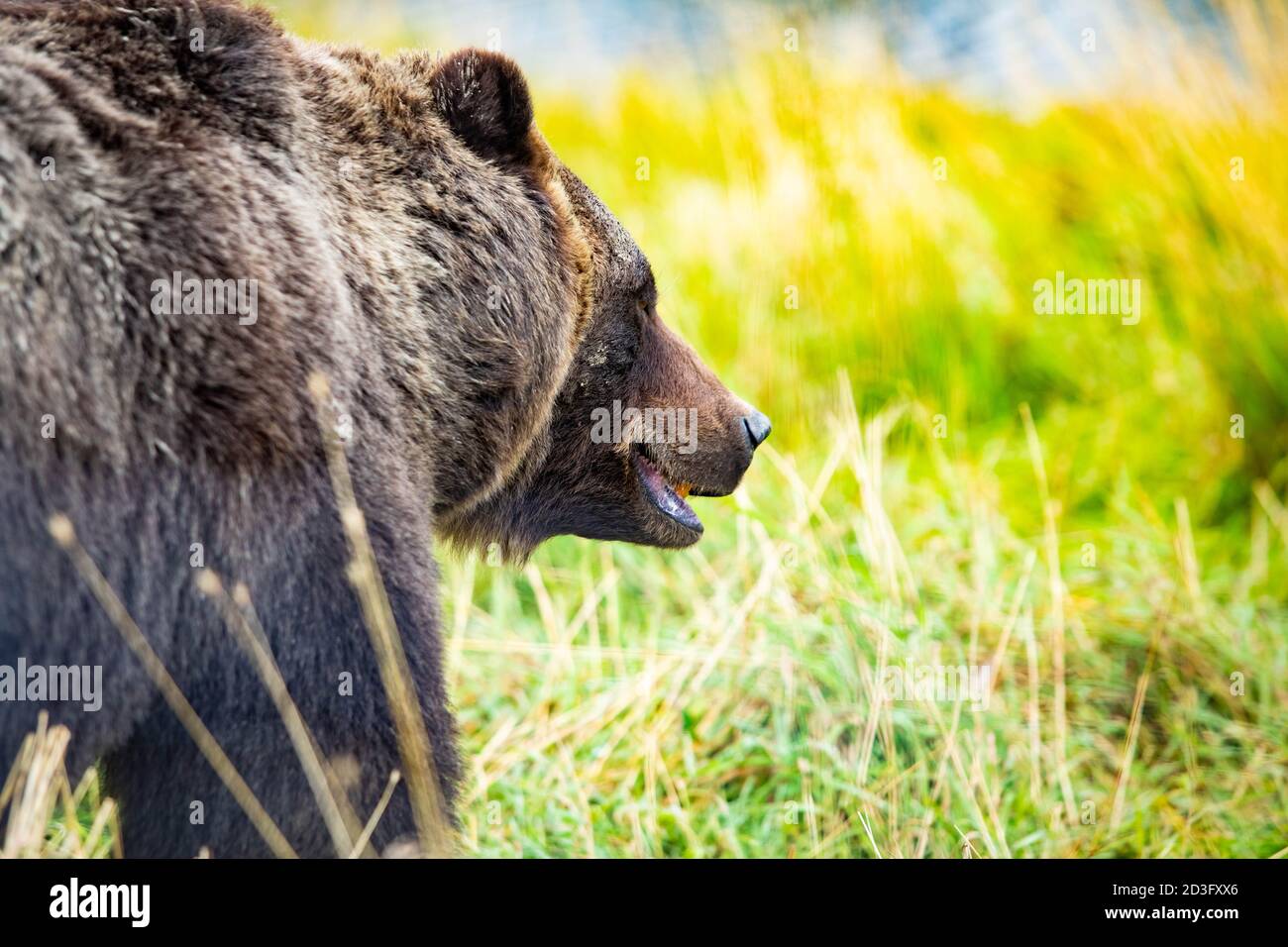 Big Alaskan Braunbär Porträt Nahaufnahme zu Fuß in der Nationalpark Stockfoto