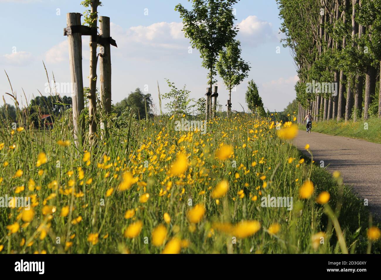 Eine Straße in der niederländischen Landschaft mit Reihen von Bäumen Und ein Rand mit gelb blühenden Butterblumen im Frühling Stockfoto