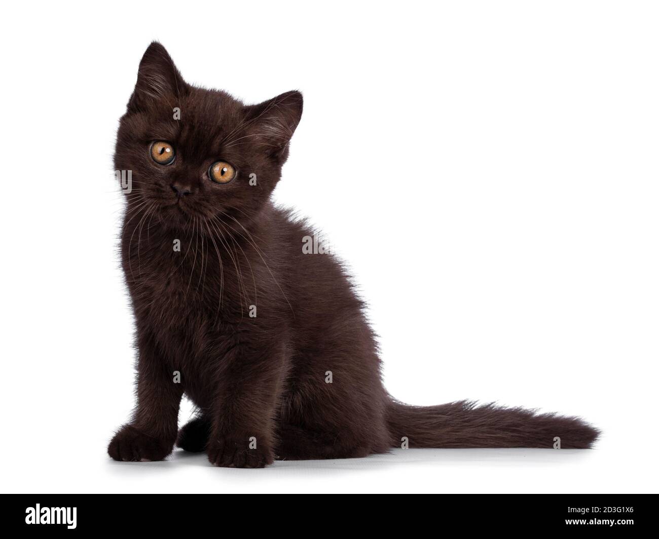 Cute Chocolate British Kurzhaar Katze Kätzchen, sitzen Seite Wege. Blick auf die Kamera mit orangefarbenen Augen. Isoliert auf weißem Hintergrund. Stockfoto