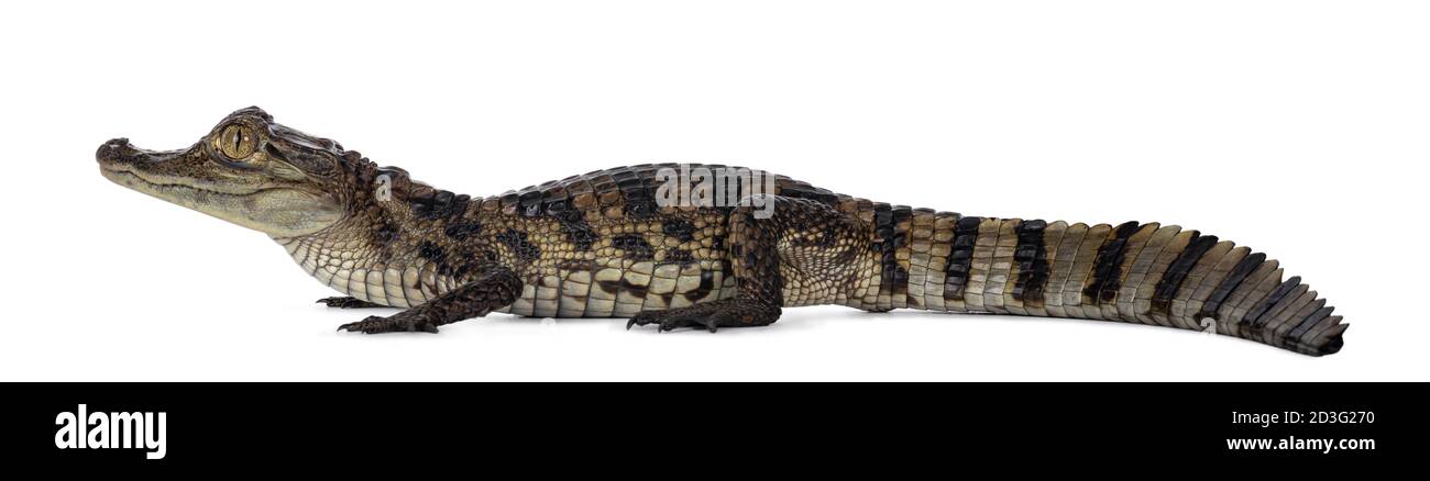 Junge, einjährige Spectacled Caiman Krokodil, stehend Seitenwege. Mund geschlossen. Isoliert auf weißem Hintergrund. Stockfoto