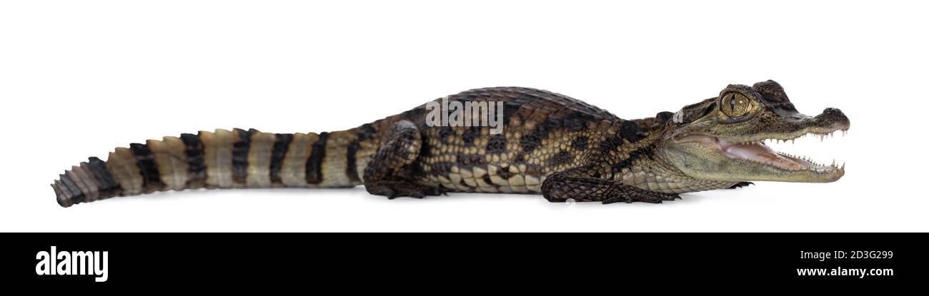 Junge, einjährige Spectacled Caiman Krokodil, stehend Seitenwege. Mund offen. Isoliert auf weißem Hintergrund. Stockfoto