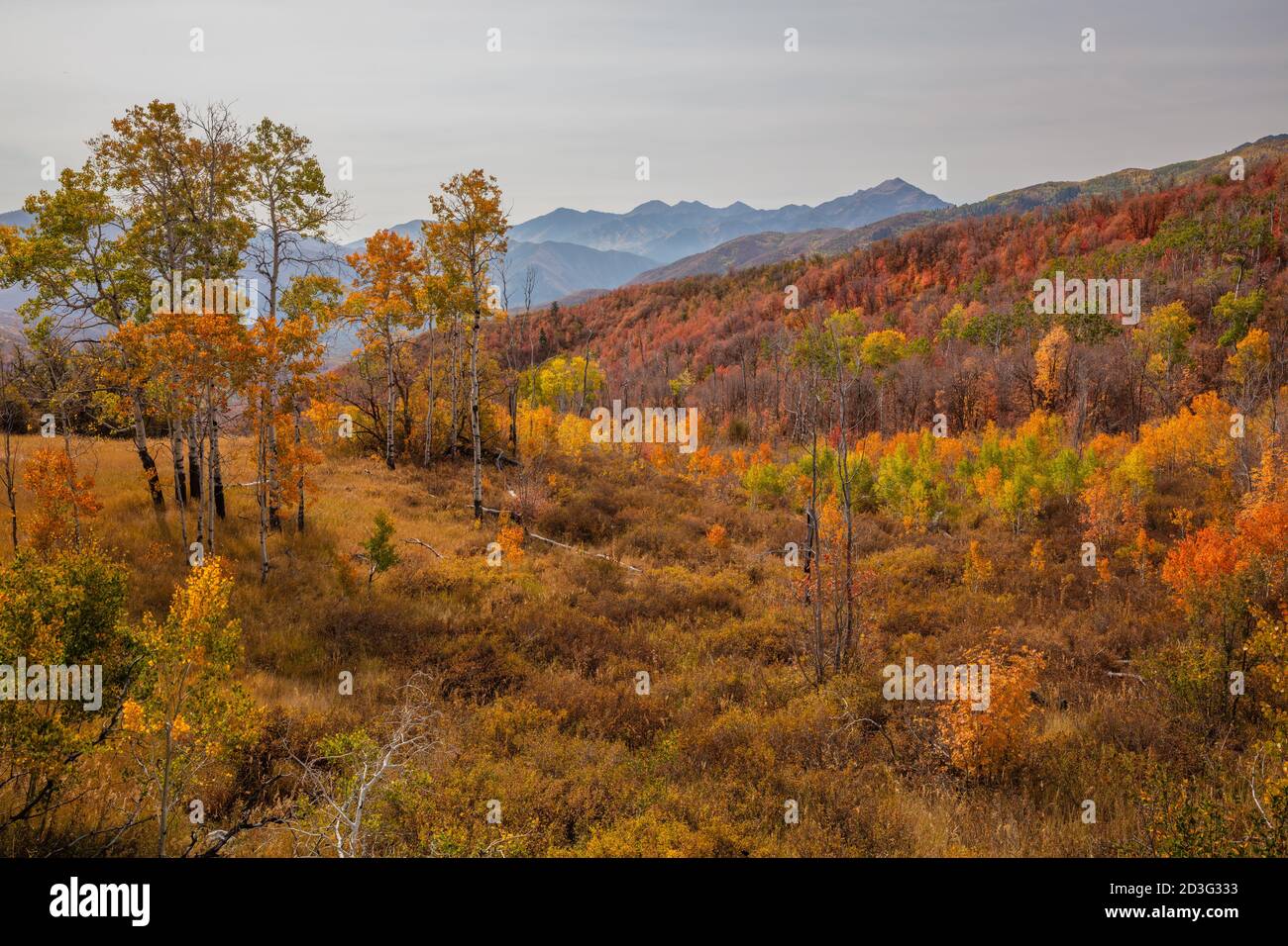 Herbstfarben, Alpine Loop, Uinta National Forest, Wasatch Mountains, Utah Stockfoto