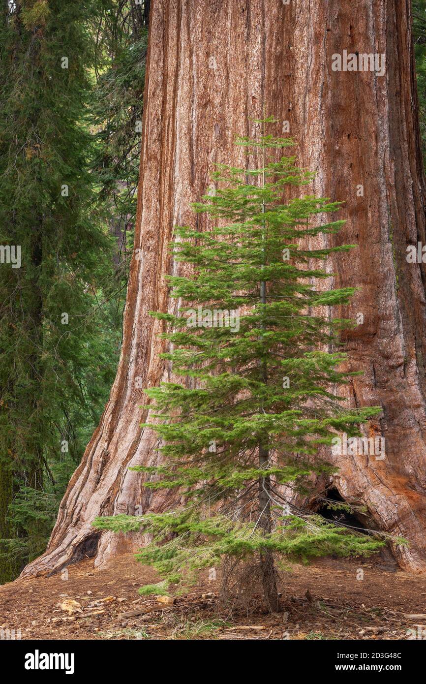 Kleiner Baum vor Giant Sequoia, Mariposa Grove, Yosemite National Park, Kalifornien Stockfoto