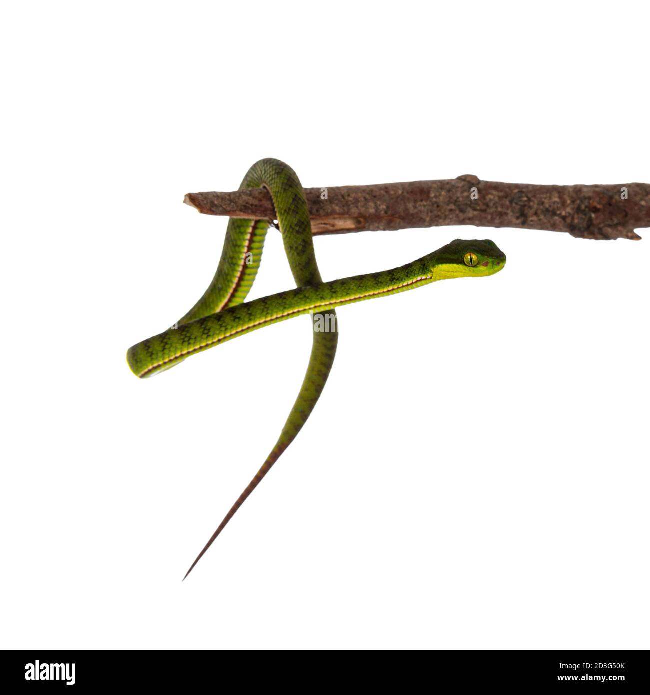 Nahaufnahme von braun gefleckten grünen Baby-Pitviper oder Grube Viper hängen auf Holzzweig. Hohe Detailgenauigkeit. Isoliert auf weißem Hintergrund. Stockfoto