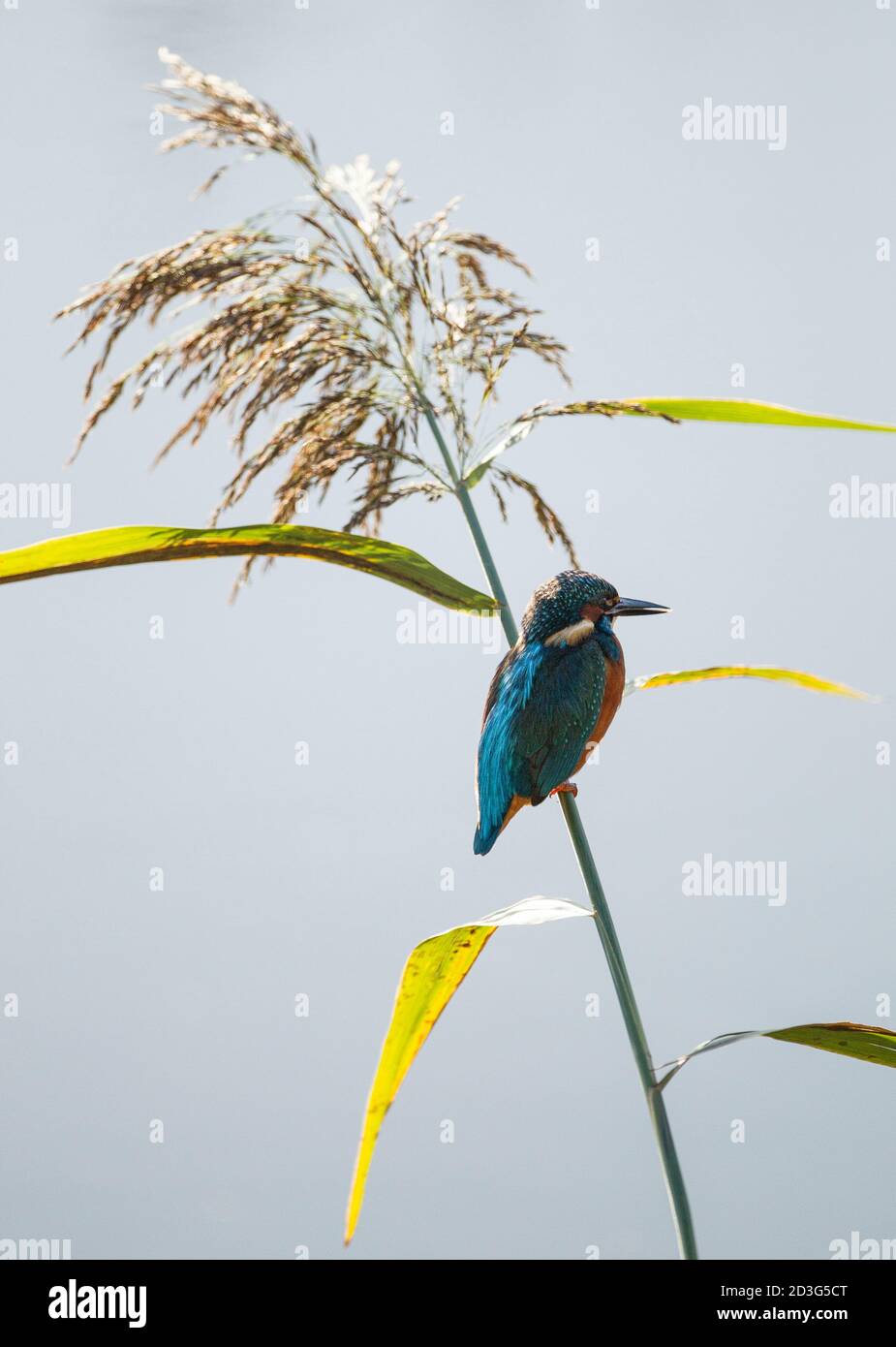 Eisvogel balanciert auf einem schmalen Schilf Stockfoto