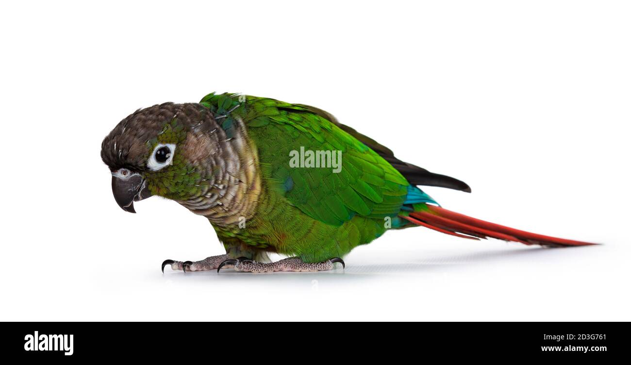Frech grün gefleckt Pyrrhura Vogel, stehend Seitenwege auf flacher Oberfläche. Neugierig über den Rand schauen. Isoliert auf weißem Hintergrund. Stockfoto