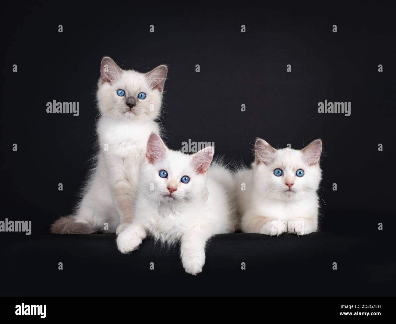 Gruppe von drei Ragdoll Katzenbabys, die sich hinlegen und auf einer Reihe sitzen. Alle blicken in Richtung Kamera mit hypnotisierenden blauen Augen. Isoliert auf schwarzem Hintergrund Stockfoto