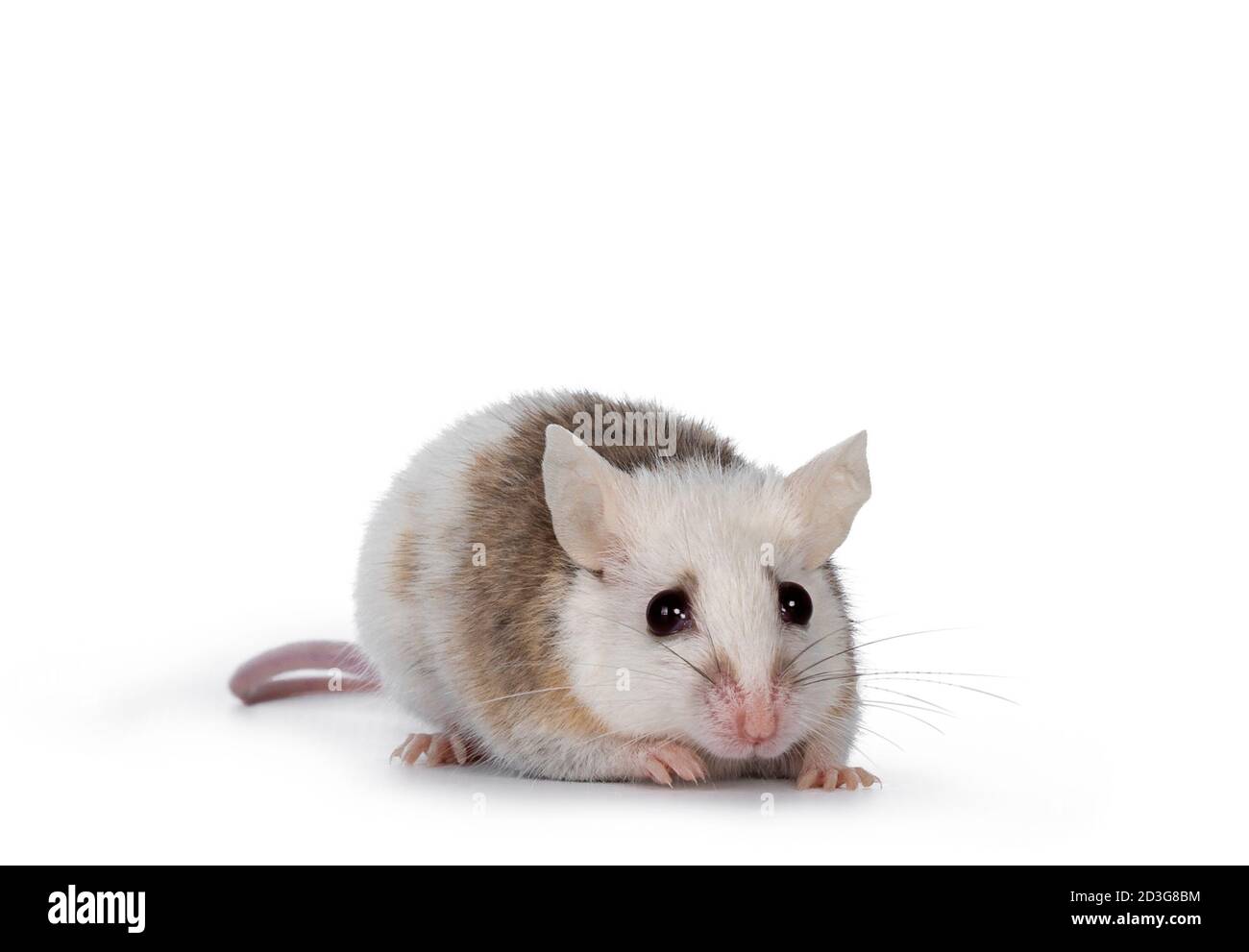Braun mit weißer junger erwachsener afrikanischer Ratte alias Mastomys natalensis, vorne stehend. Blick auf die Kamera mit beiden Augen. Isoliert auf weiß b Stockfoto