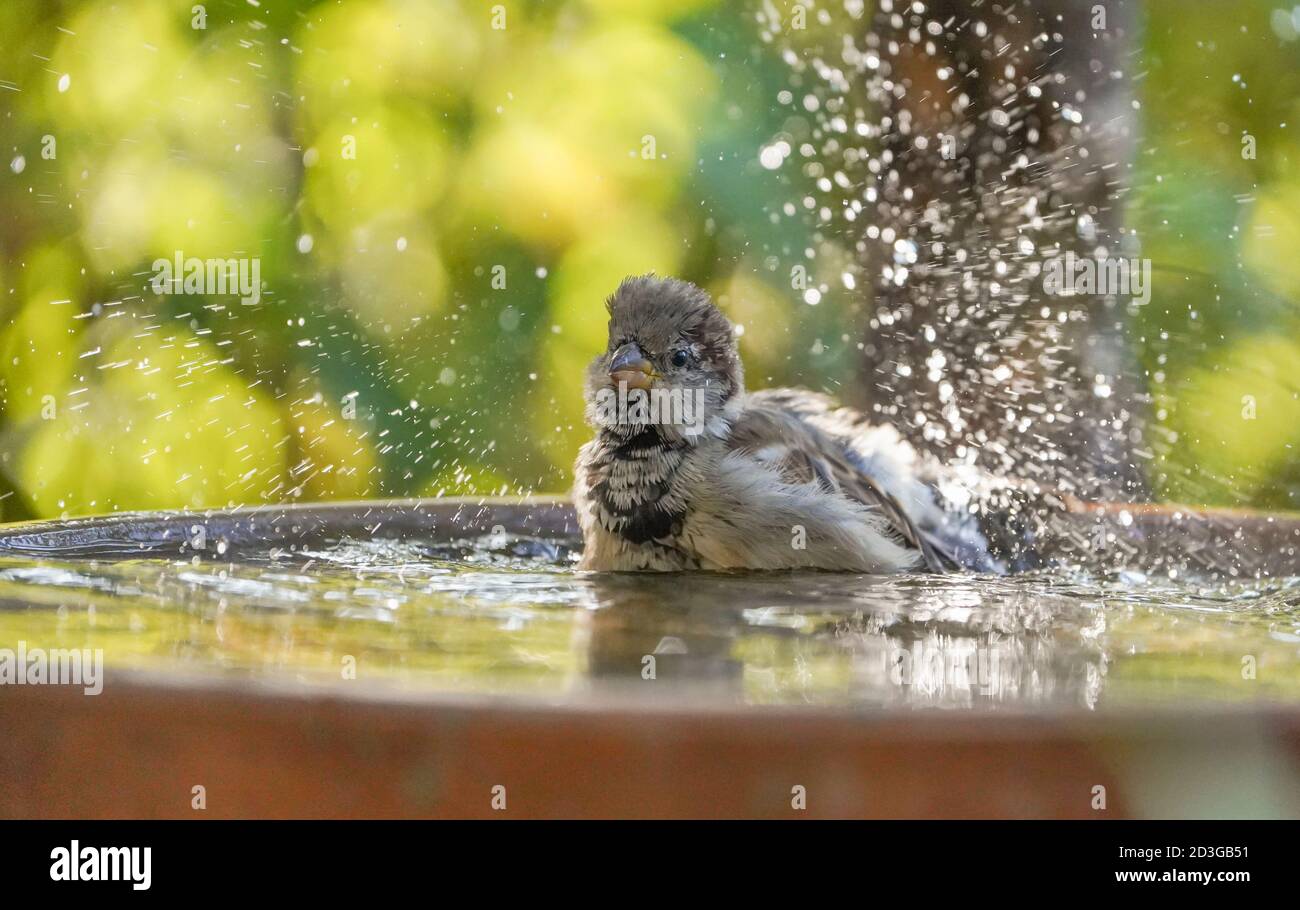 Haus Sparrow ein Bad in Wasser Schüssel im Garten. Stockfoto