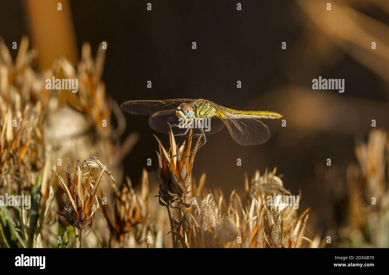 Weibchen Rotaderfalter, sympetrum fonscolombii, Libelle, auf einem trockenen Unkraut sitzend Andalusien, Spanien Stockfoto
