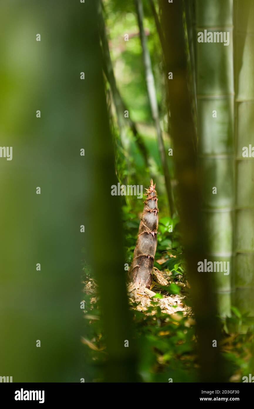 Detail der Bambus Knospe Spitze mit Deckel Bltter Stockfotografie - Alamy