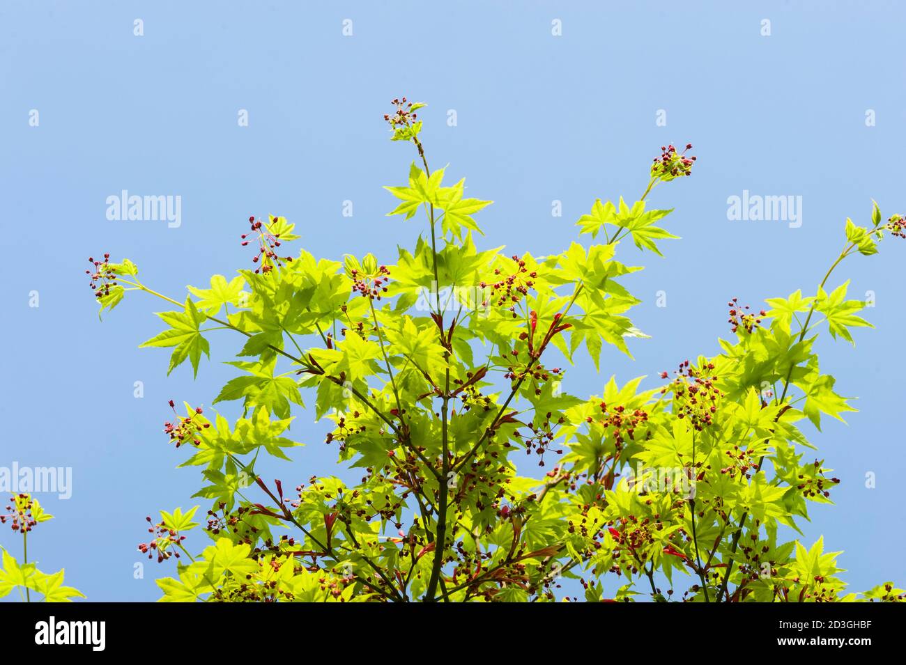 Ahornbaum neue Blätter und Blütenknospen im Frühjahr Stockfoto