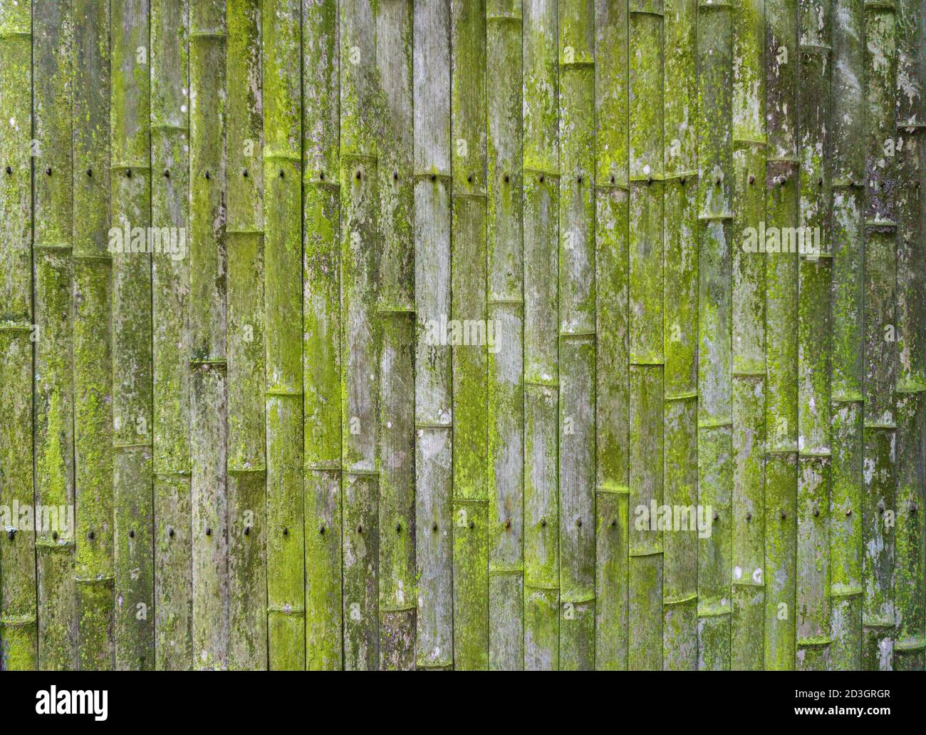 Alter Bambus Hintergrund. Wand oder Zaun aus altem Bambus. Textur und Textur von altem Holz mit Moos und Schimmel Stockfoto