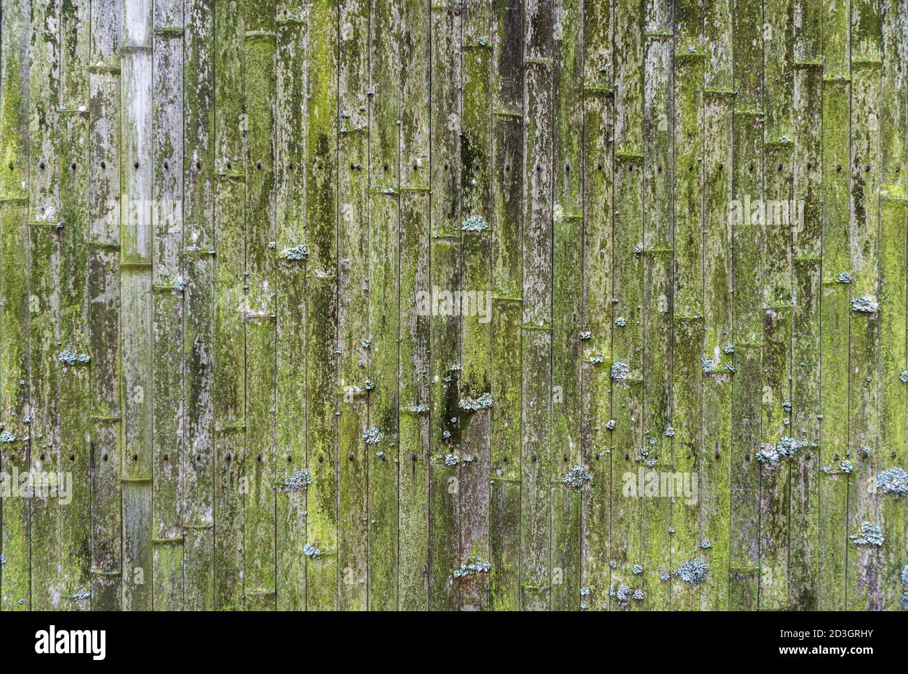 Alter Bambus Hintergrund. Wand oder Zaun aus altem Bambus. Textur und Textur von altem Holz mit Moos und Schimmel Stockfoto