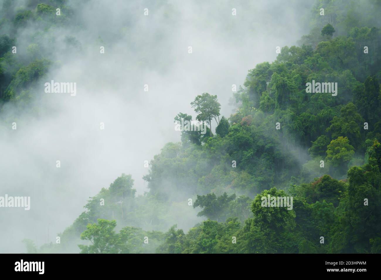 Tropische Waldlandschaft mit Nebel und Nebel Stockfoto