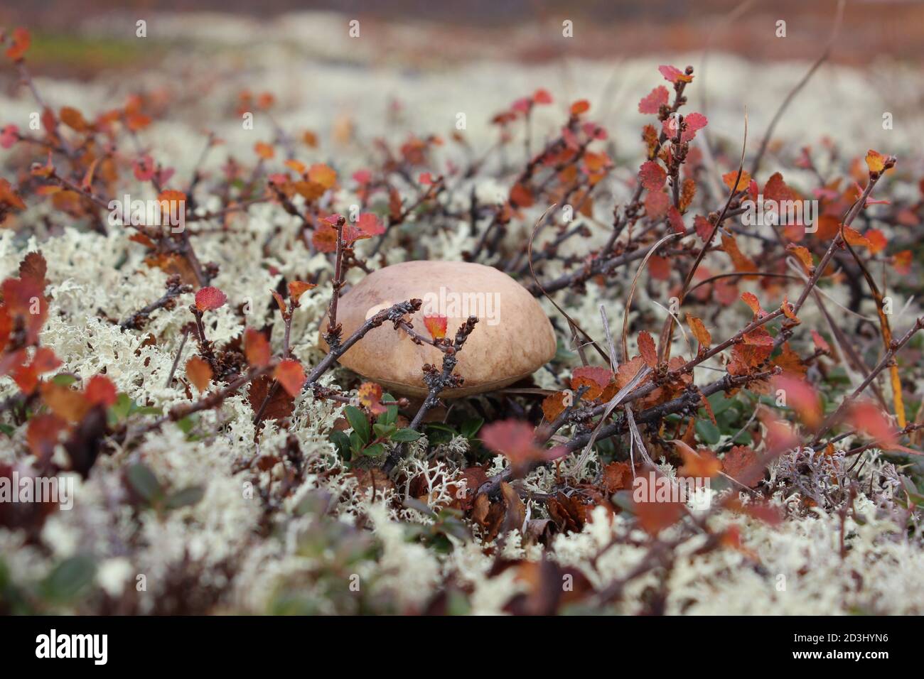 Brown Cap Boletus Pilz in Russian Tundra Stockfoto